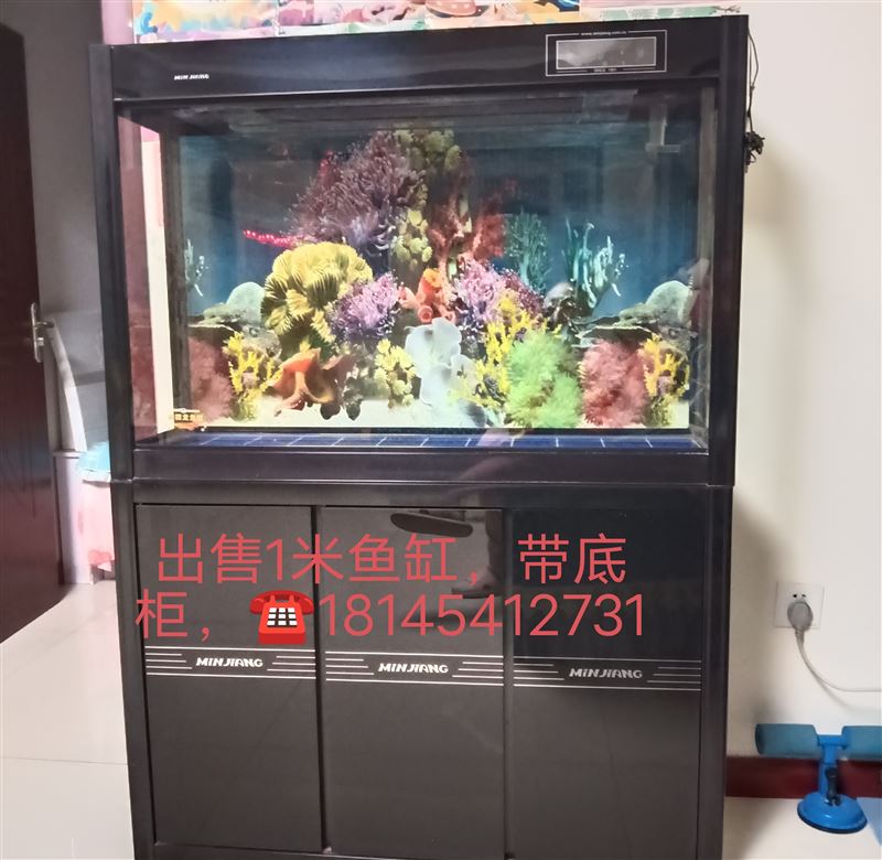 出售魚缸，金邊虎皮蘭